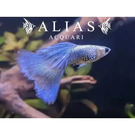 Guppy in coppia Metal Blue Lace
