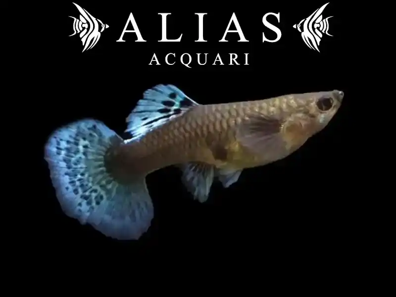 Guppy femmina Mosaic Elephant Ears