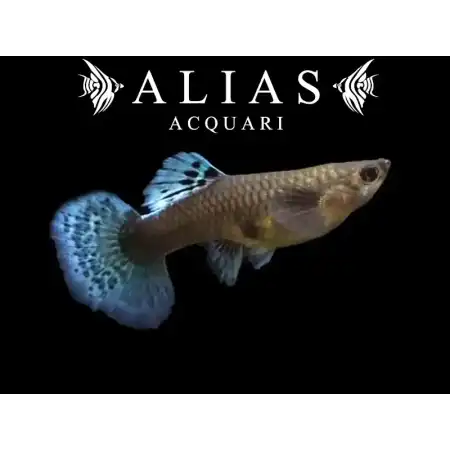 Guppy femmina Mosaic Elephant Ears