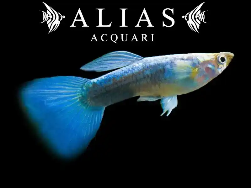 Guppy maschio Neon Blue