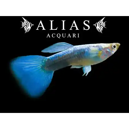 Guppy maschio Neon Blue