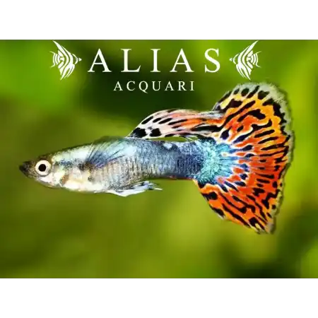 Guppy maschio Rainbow
