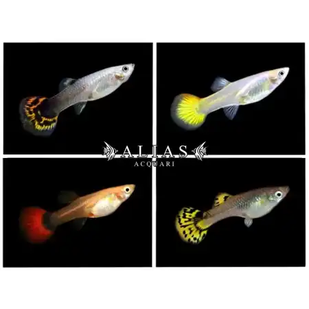 Guppy femmina Mix
