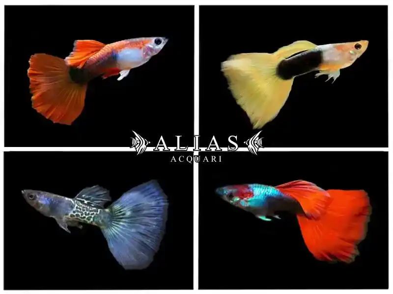 Guppy maschio Mix