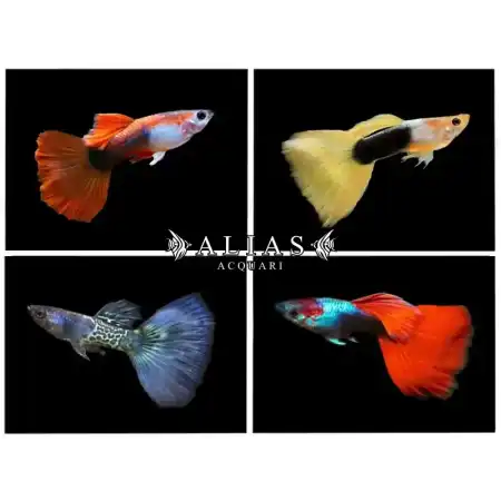 Guppy maschio Mix
