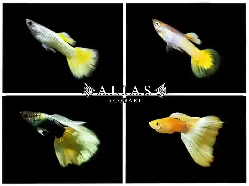 Guppy maschio Yellow Mix