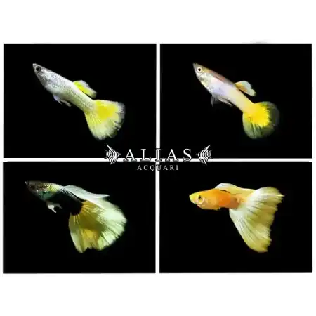 Guppy maschio Yellow Mix