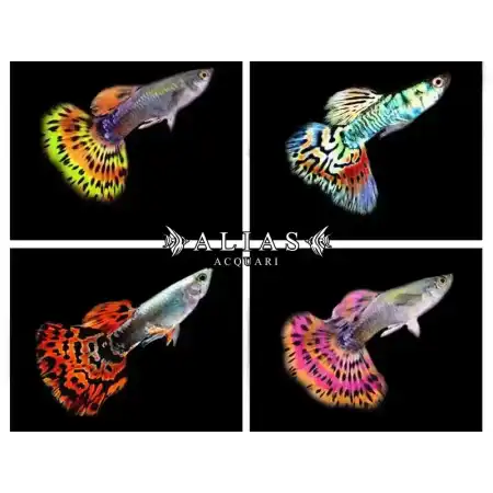 Guppy maschio Multicolor