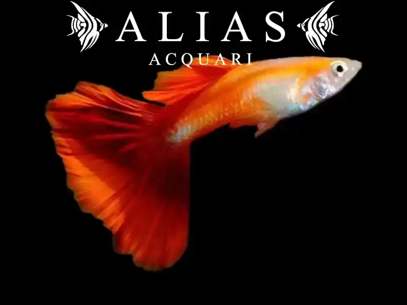 Guppy maschio Red Blond