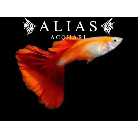 Guppy maschio Red Blond