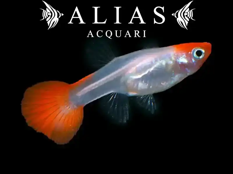 Guppy femmina Red Cap