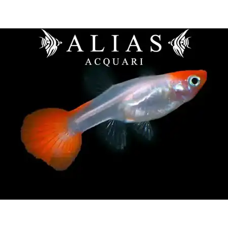 Guppy femmina Red Cap
