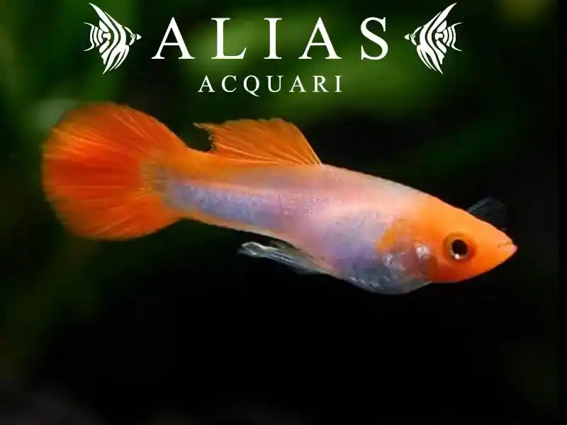 Guppy maschio Red cap