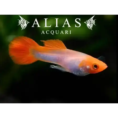 Guppy maschio Red cap