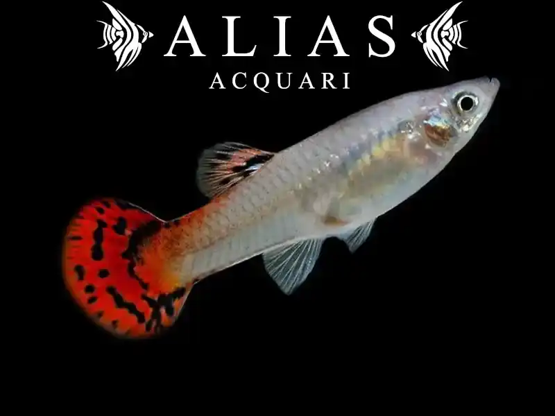 Guppy femmina Cobra Red