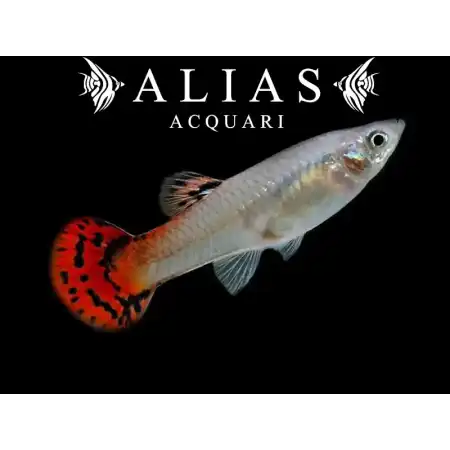 Guppy femmina Cobra Red