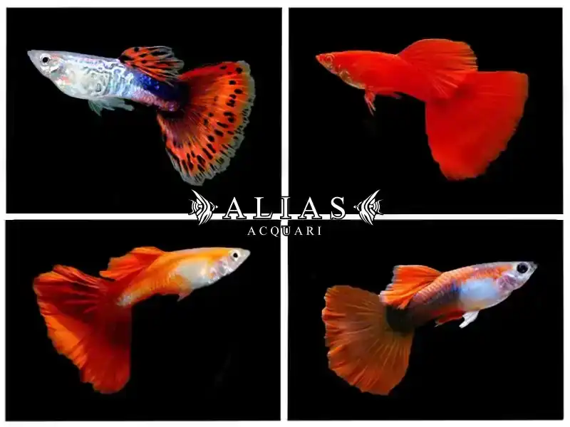 Guppy maschio Red Mix