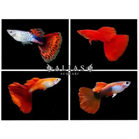 Guppy maschio Red Mix