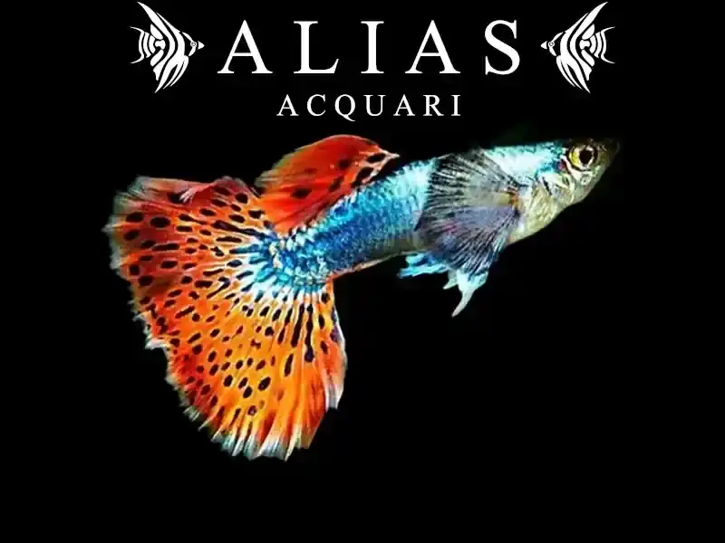 Guppy in coppia Galaxy mosaic red