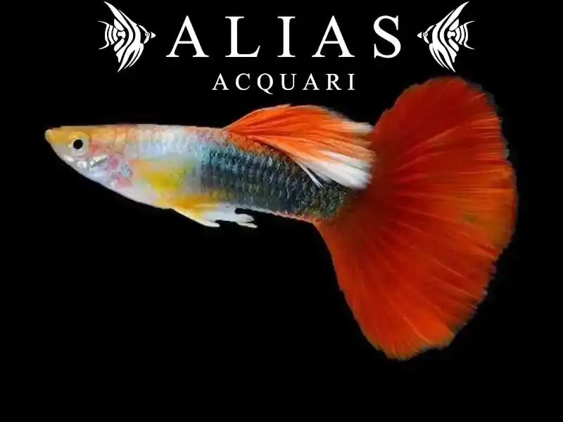 Guppy maschio Red Tuxedo