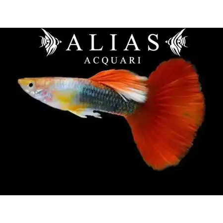 Guppy maschio Red Tuxedo