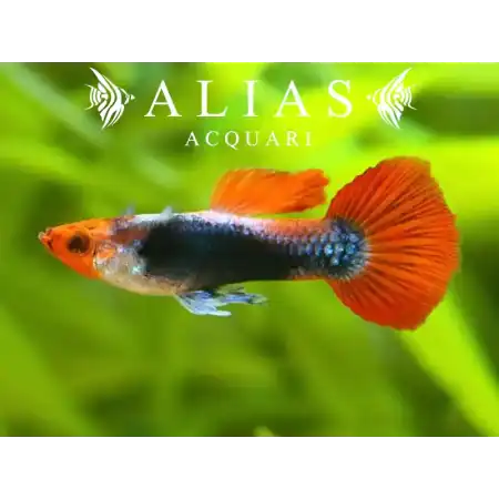 Guppy in coppia Red Koi Tuxedo