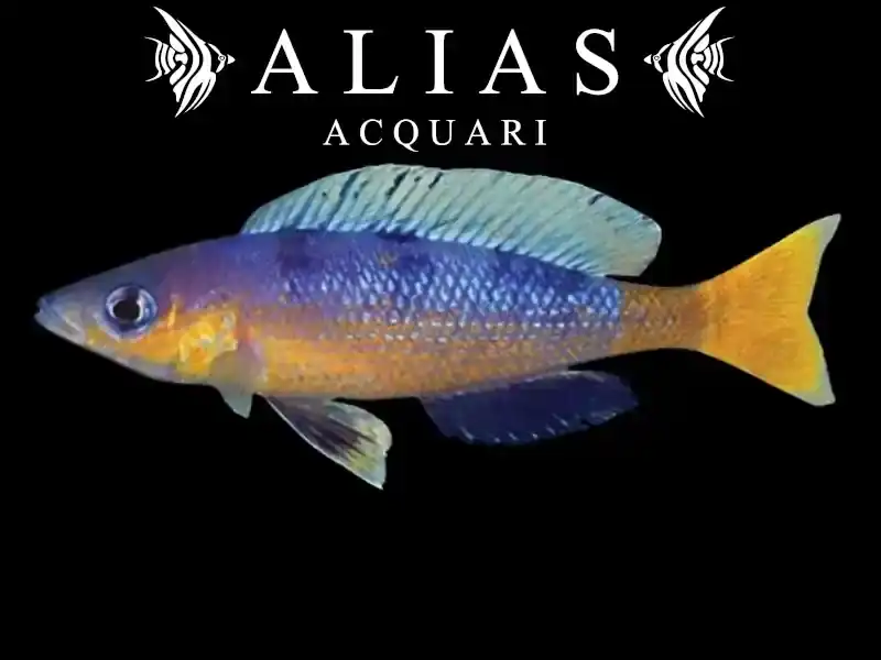 Cyprichromis Speckleback Rainbow Cape Tembwe