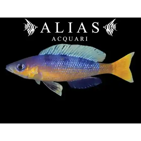 Cyprichromis Speckleback Rainbow Cape Tembwe