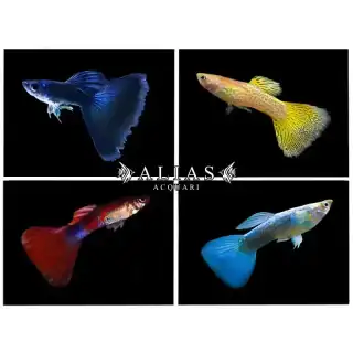 Guppy maschio Triangel Mix