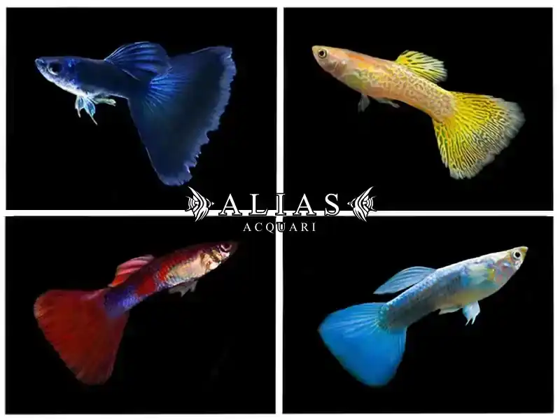 Guppy maschio Triangel Mix