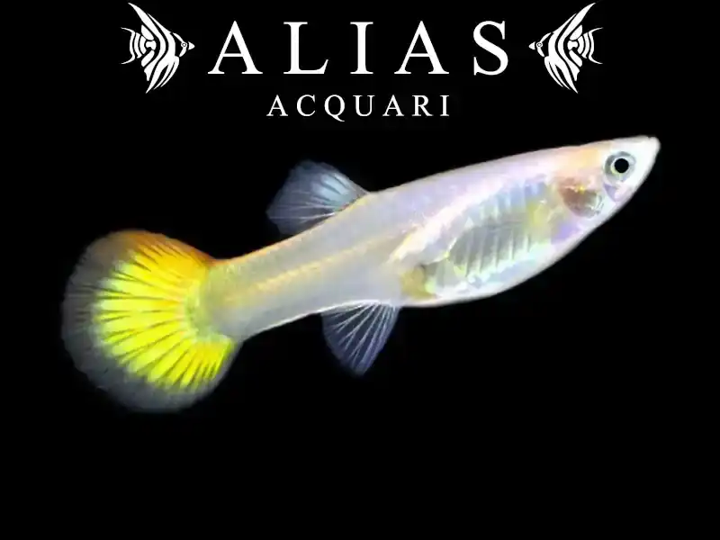 Guppy femmina Yellow