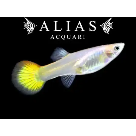 Guppy femmina Yellow