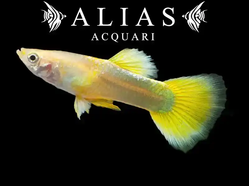 Guppy maschio Yellow