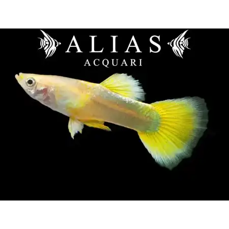 Guppy maschio Yellow