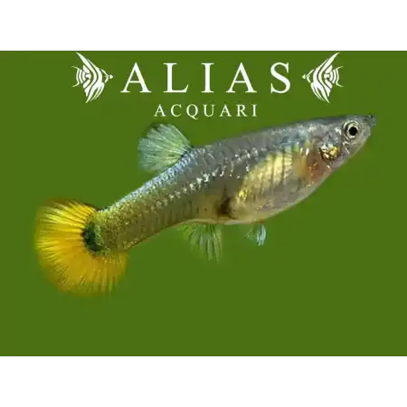 Guppy femmina German Yellow