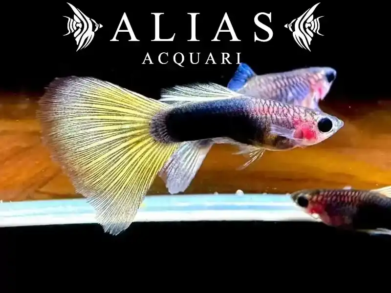 Guppy in coppia Yellow Tuxedo Glass Belly