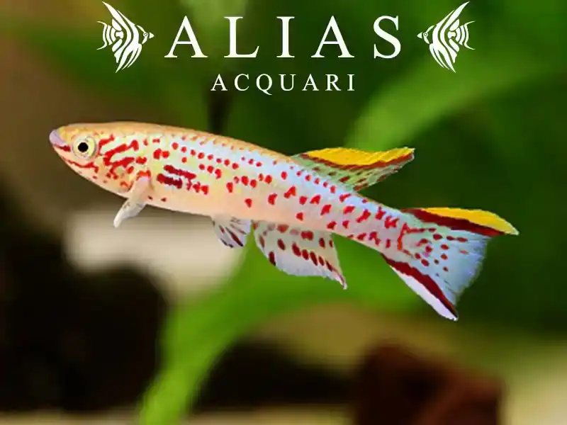 Aphyosemion (Fundulopanchax) gardneri