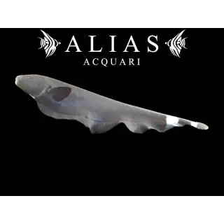 Apteronotus Albifrons