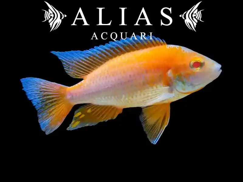 Aulonocara jacobfreibergi «Eureka Albino»