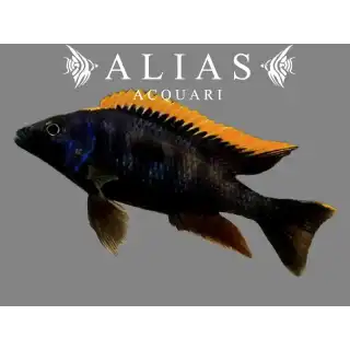 Otopharynx Black orange dorsal