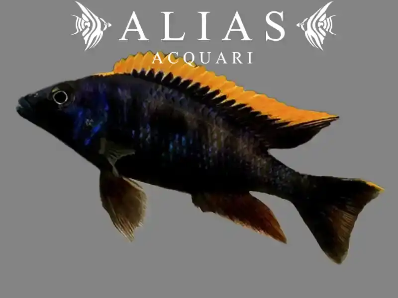 Otopharynx Black orange dorsal