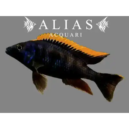 Otopharynx Black orange dorsal