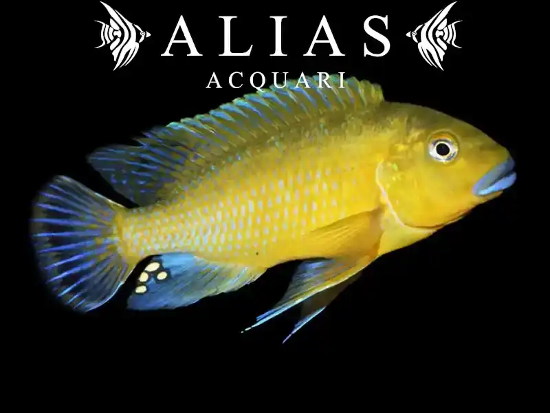 Pseudotropheus Wiliamsi