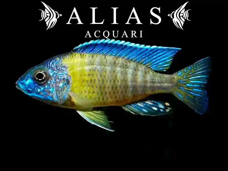 Aulonocara stuartgranti Blue Neon