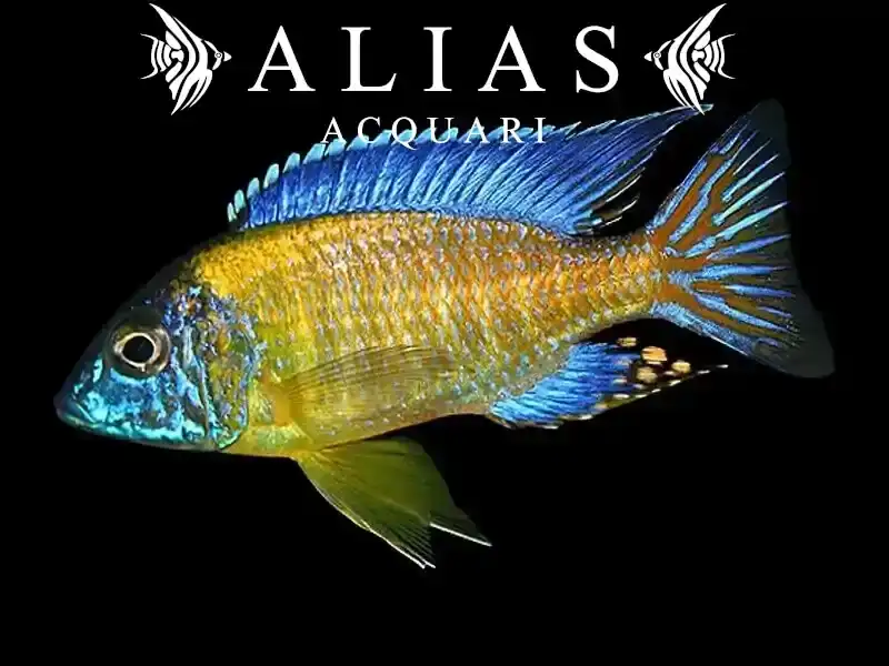 Aulonocara Steveni blue neon