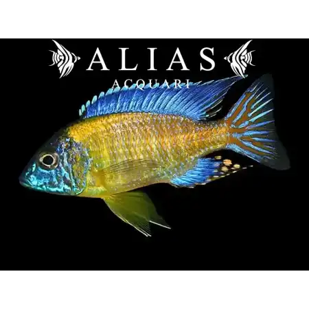 Aulonocara Steveni blue neon