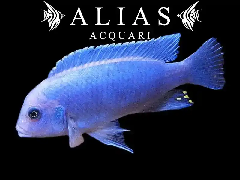 Pseudotropheus Zebra blue + blue