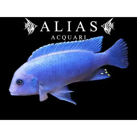 Pseudotropheus Zebra blue + blue