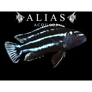 Melanochromis johanni