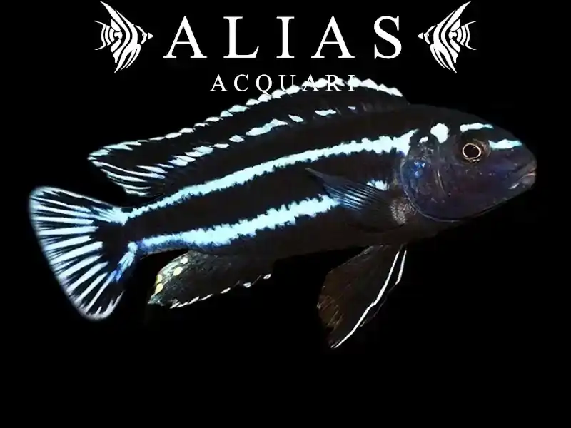 Melanochromis johanni